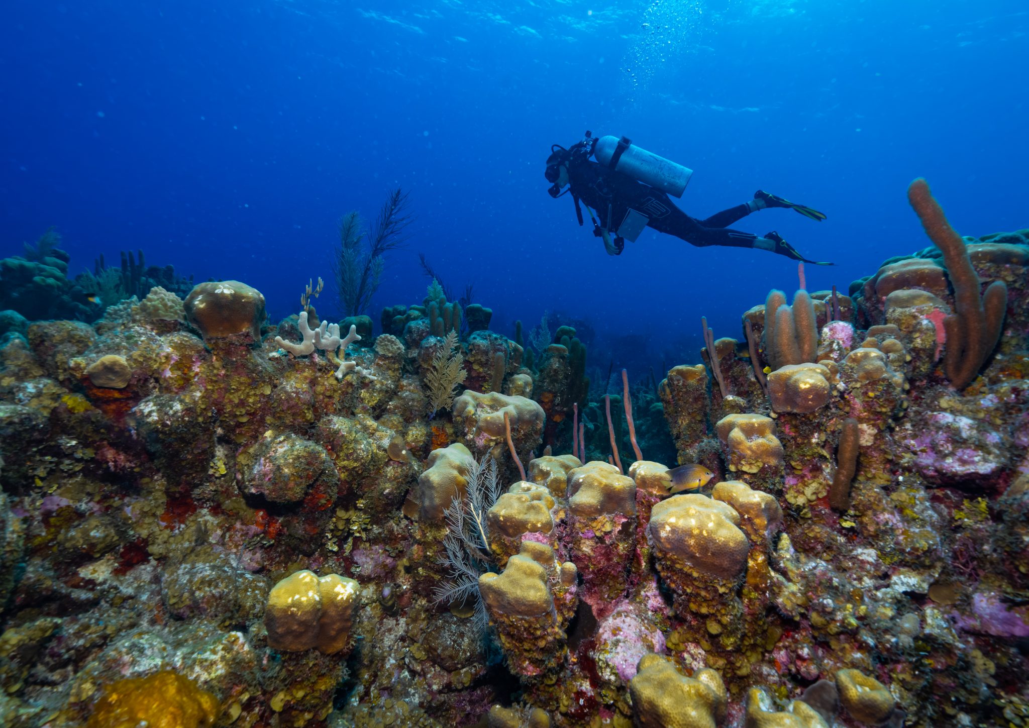 Belize Barrier Reef Unesco World Heritage Visit Belize