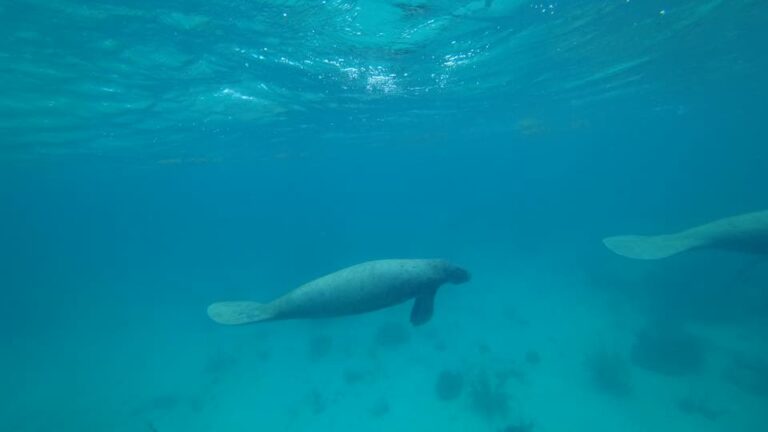 Belize Barrier Reef removed from UNESCO Danger List | 3