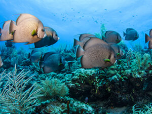 Tropical fish swimming in Turneffe Atoll