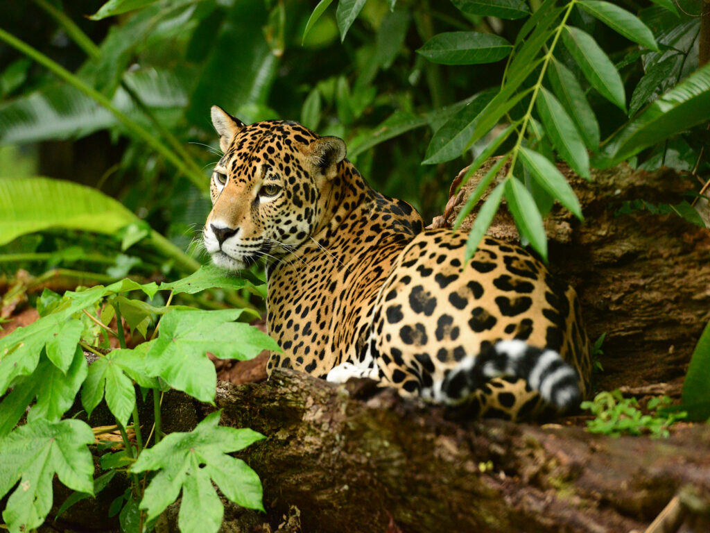 https://www.travelbelize.org/wp-content/uploads/2021/05/BananaBank-Jaguar281029-1-1024x768.jpg