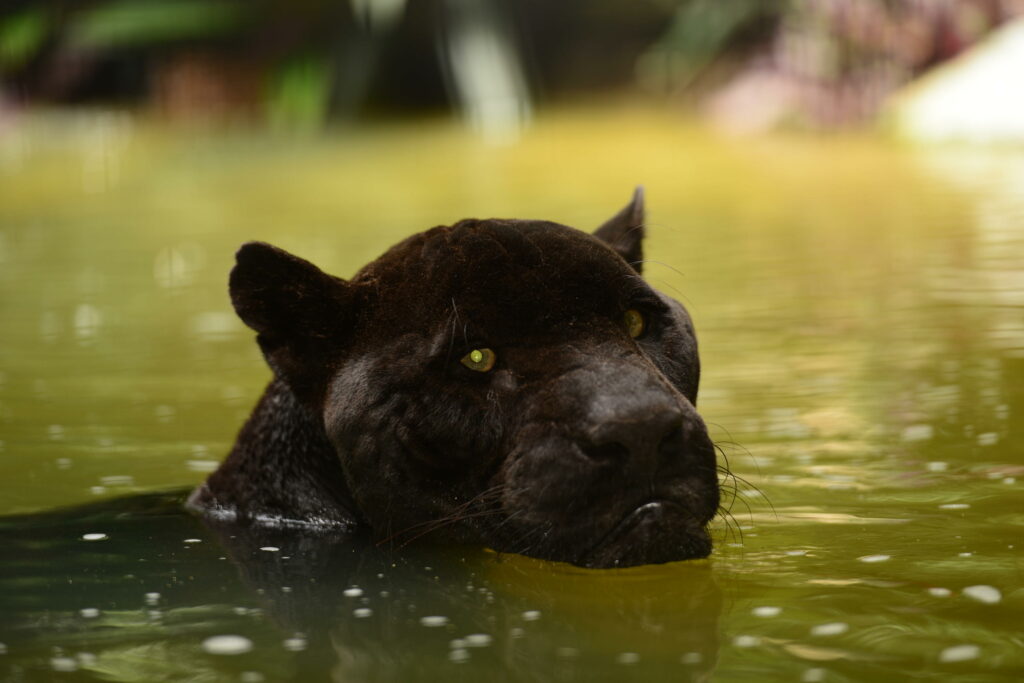 https://www.travelbelize.org/wp-content/uploads/2021/05/BelizeZoo-BlackJaguar2813829-1024x683.jpg