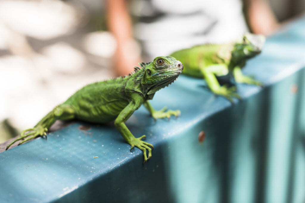 https://www.travelbelize.org/wp-content/uploads/2021/05/SanIgnacio_IguanaProject_0308202-1024x683.jpg