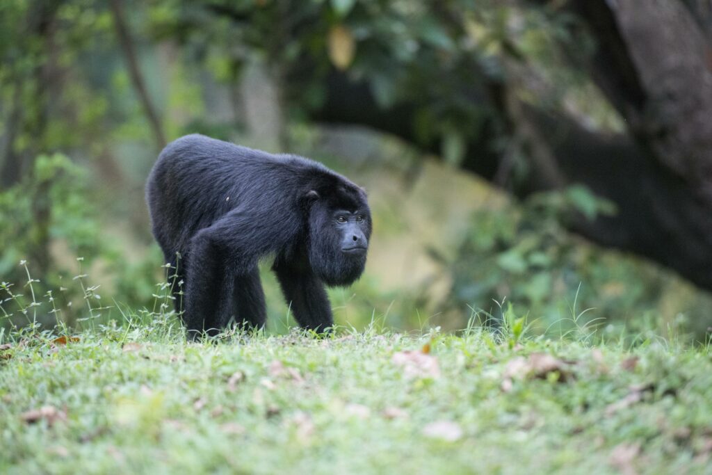 https://www.travelbelize.org/wp-content/uploads/2021/05/belize-river-valley-p-58_15653108995_o20-20Copy-1024x683.jpg