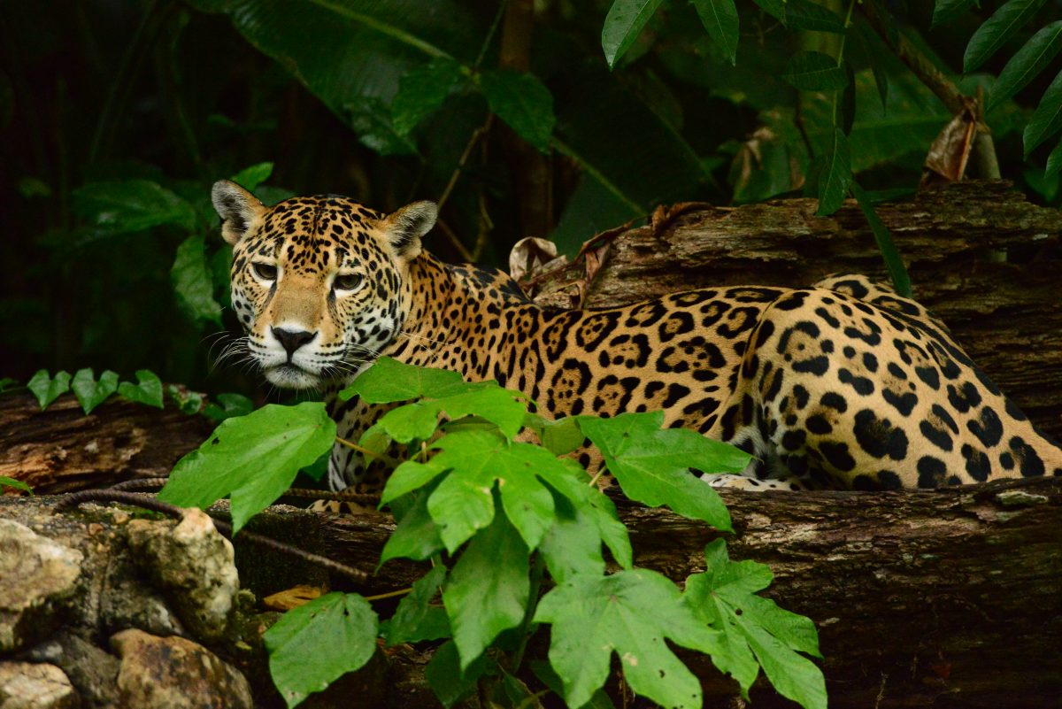 Happy International Jaguar Day: 6 Facts about Jaguars in Belize