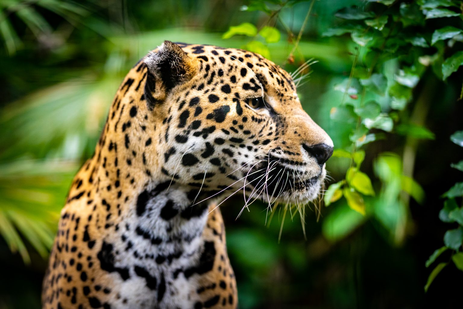 Happy International Jaguar Day: 6 Facts about Jaguars in Belize