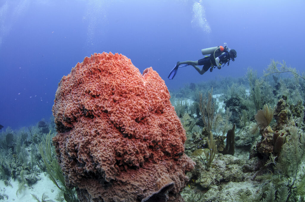 Dive into the Wonders of Belize - Turneffe Atoll