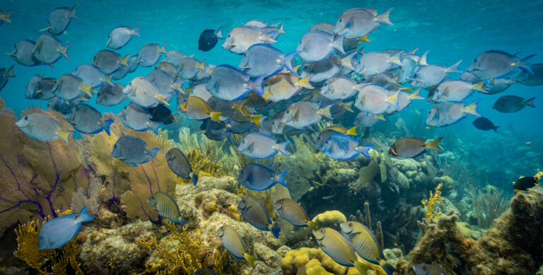 Dive into the Wonders of Belize - schools of fish