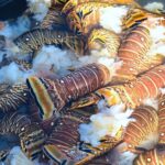 fresh Belize lobster served at lobster festivals