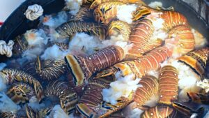 fresh Belize lobster served at lobster festivals