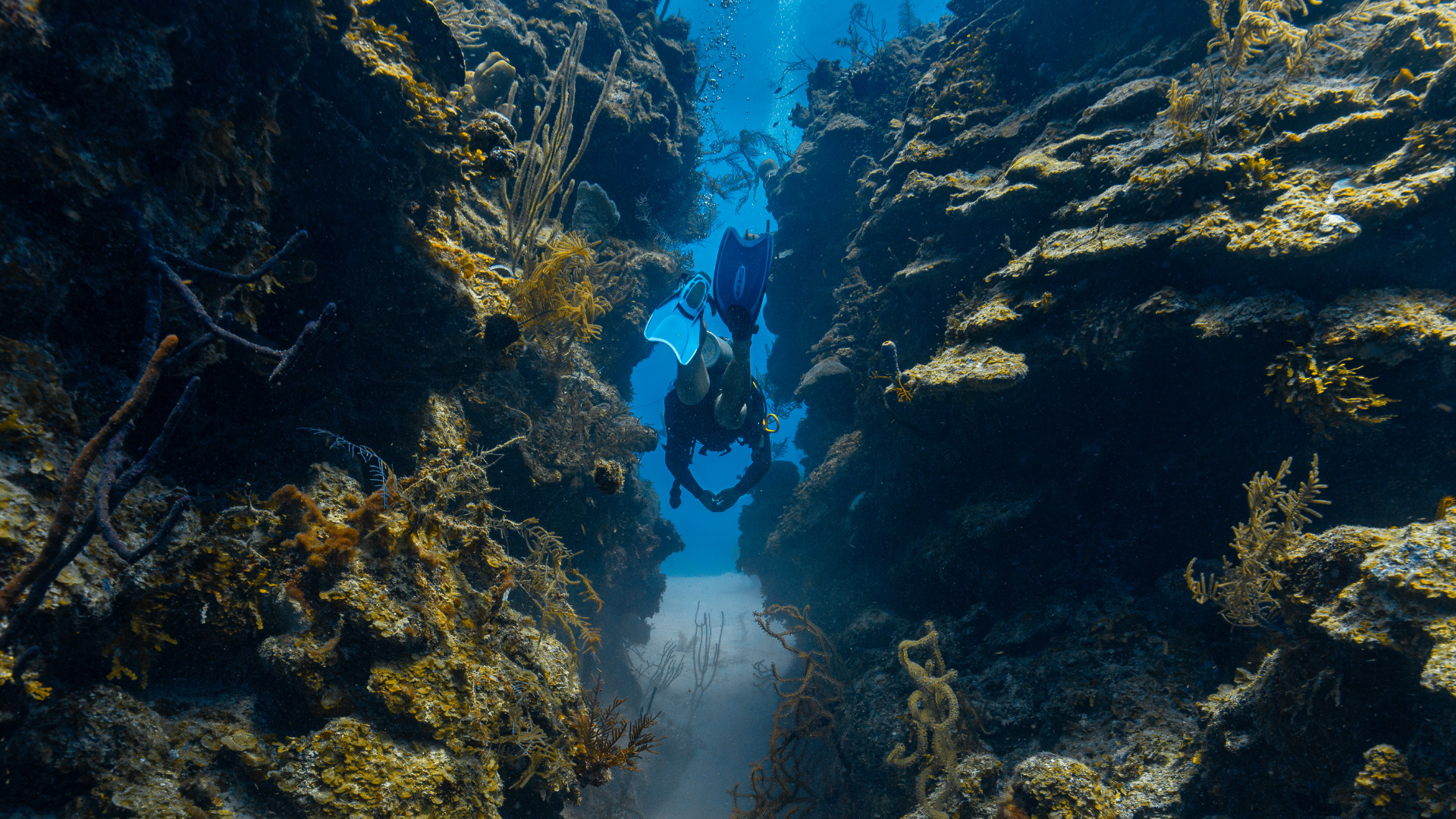 buceo en belice