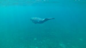 Swallow Caye Belize